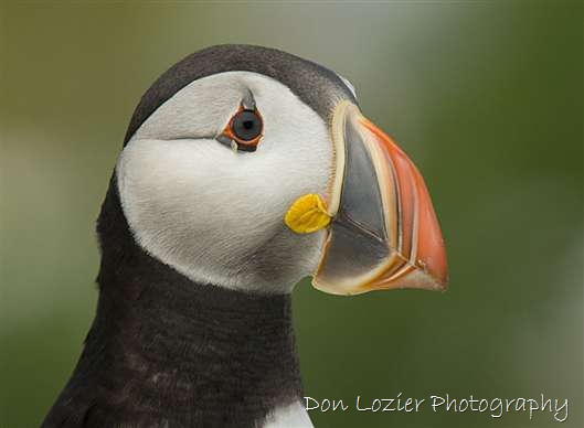 Click for large image