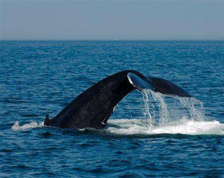 Click for large image