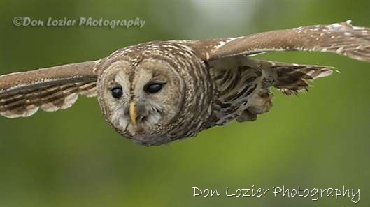 Click for large image