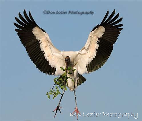 Click for large image