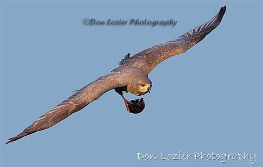 Click for large image