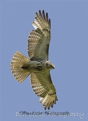 Click for large image