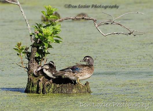 Click for large image