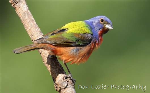 Click for large image