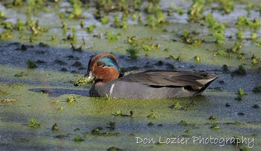 Click for large image