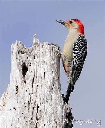 Click for large image