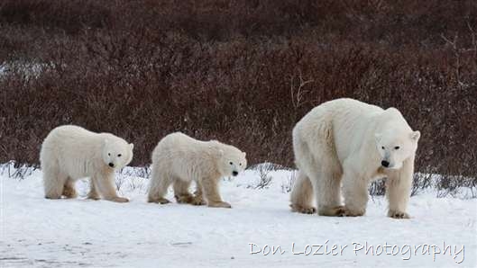 Click for large image