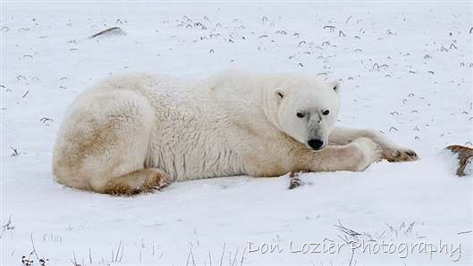 Click for large image