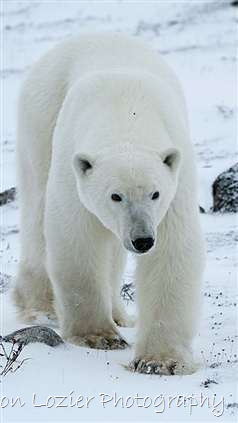 Click for large image