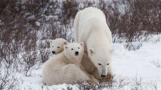 Click for large image