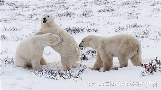 Click for large image