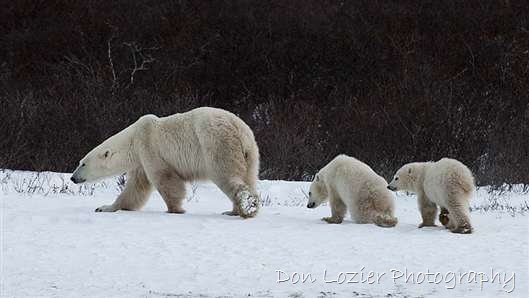 Click for large image