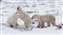 2010 Polar Bears