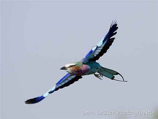 Click for large image