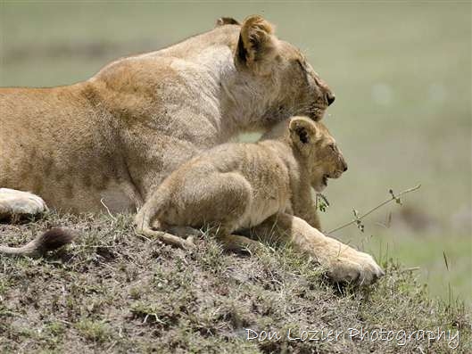 Click for large image