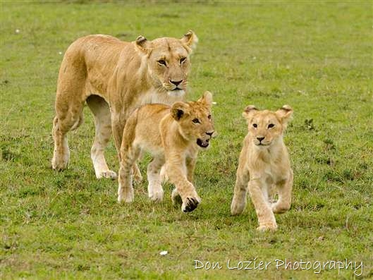 Click for large image