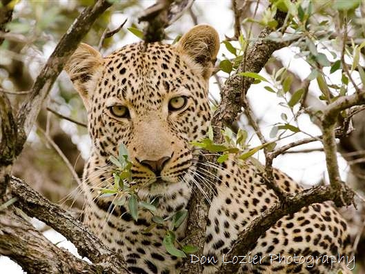 Click for large image