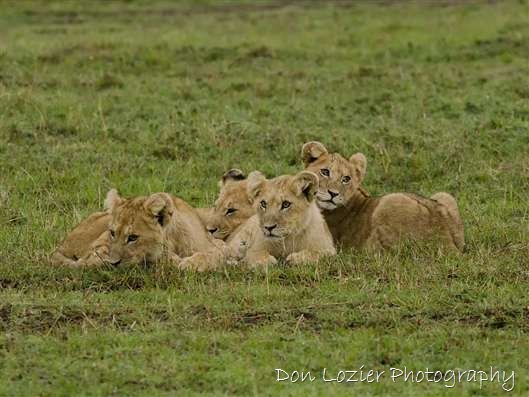 Click for large image