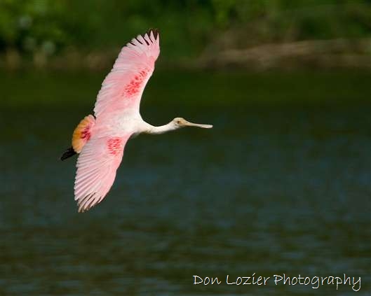 Click for large image