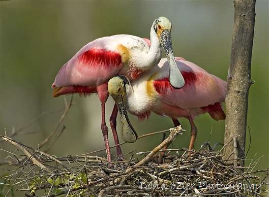 Click for large image