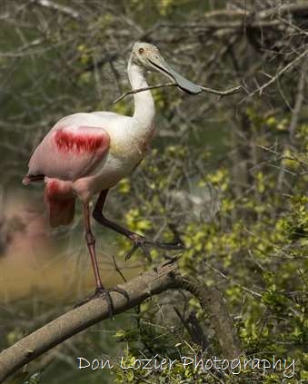 Click for large image