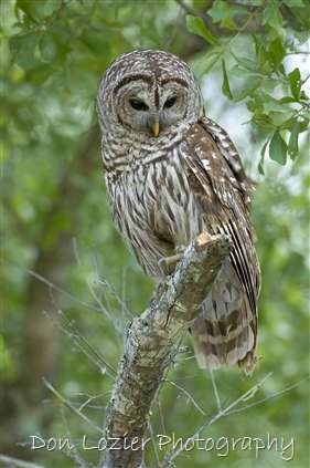 Click for large image