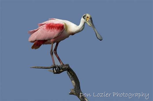 Click for large image