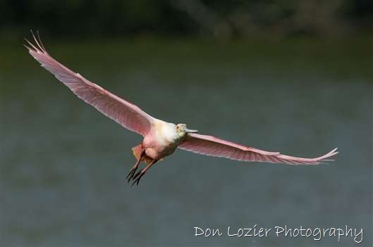 Click for large image